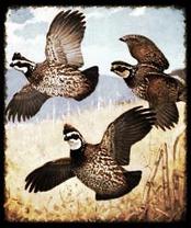 Texas Quail Hunting